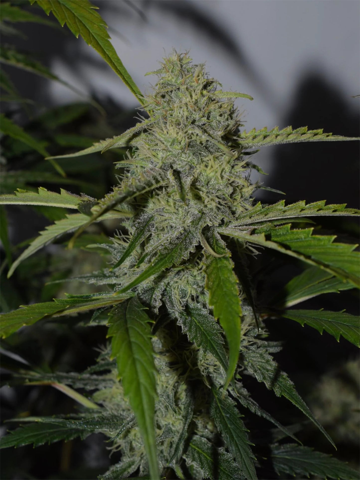 Forgotten Cookies Auto