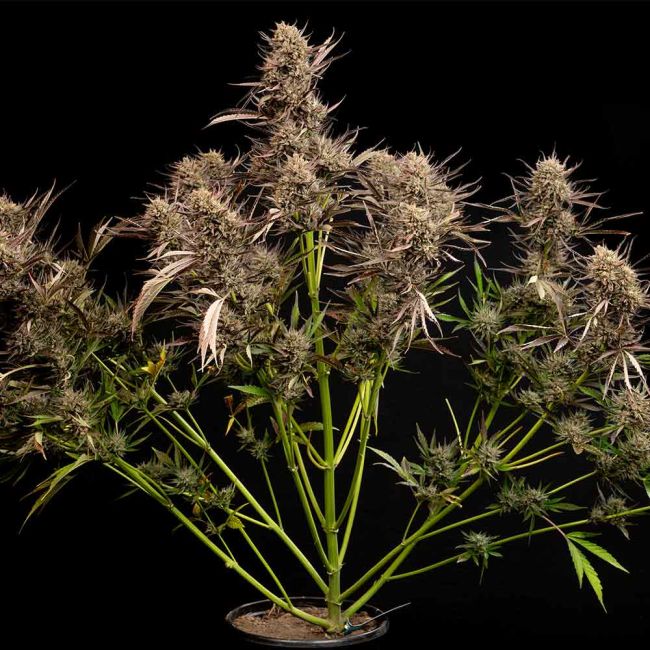 Garlic Muffin F1 Auto