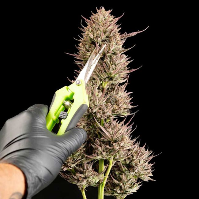 Garlic Muffin F1 Auto