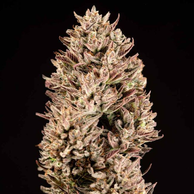 Garlic Muffin F1 Auto