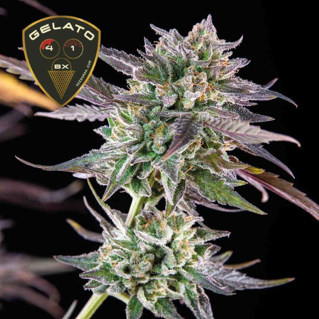 Gelato 41 BX