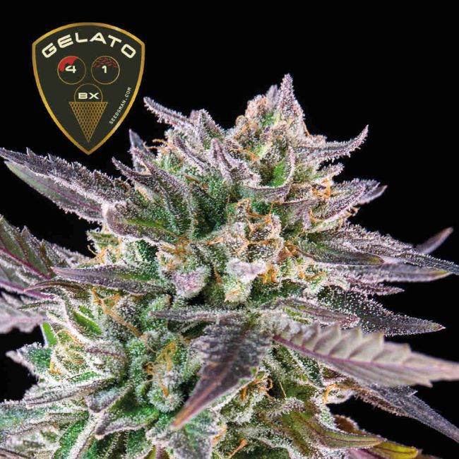 Gelato 41 BX