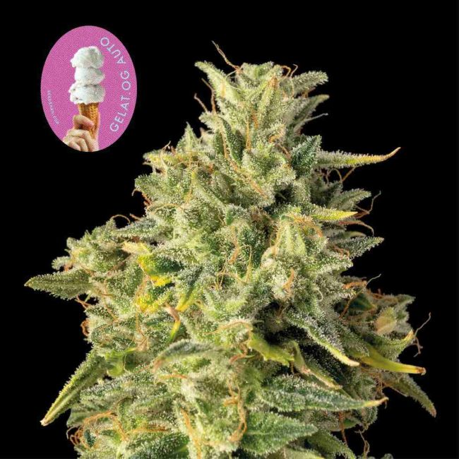 Gelat.OG Auto