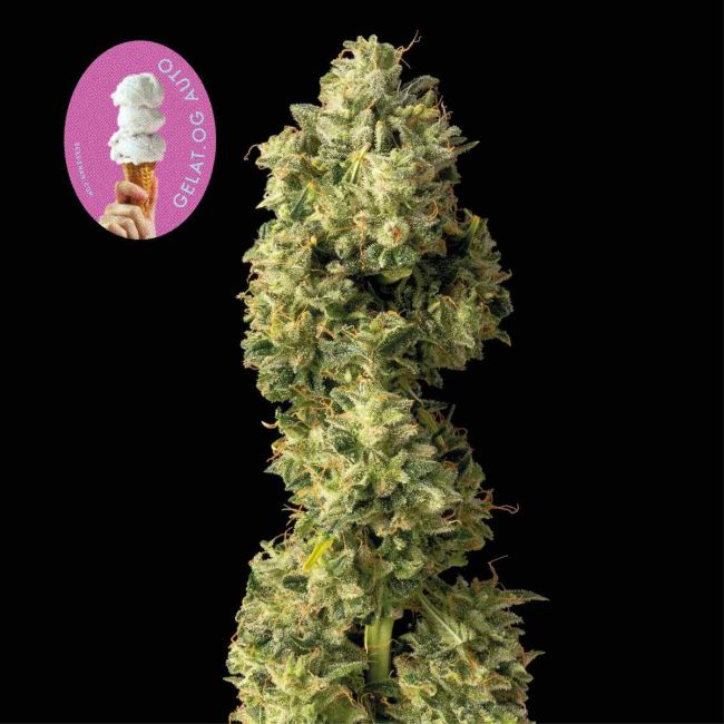 Gelat.OG Auto