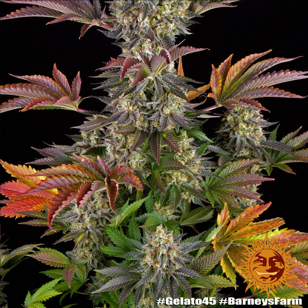 Gelato #45