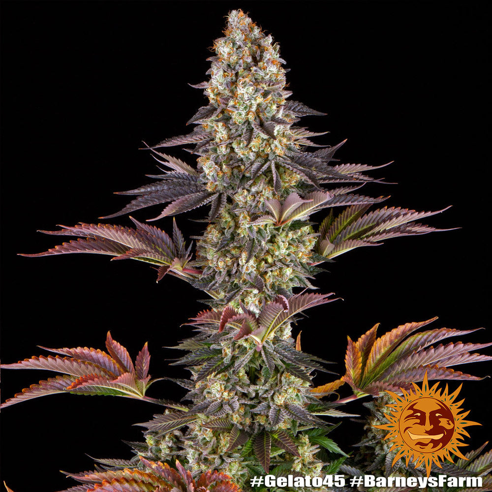Gelato #45