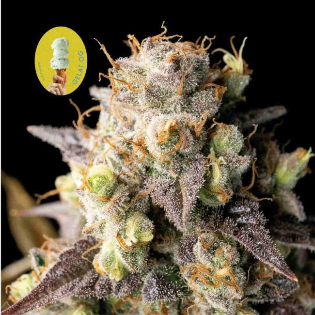 Gelat.OG