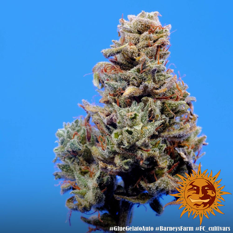 Glue Gelato Auto