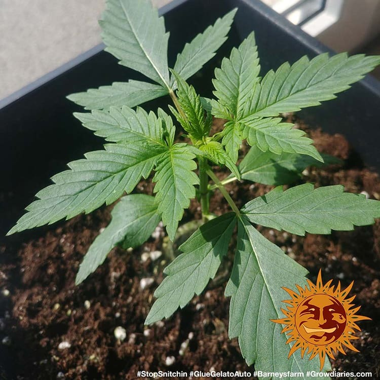 Glue Gelato Auto