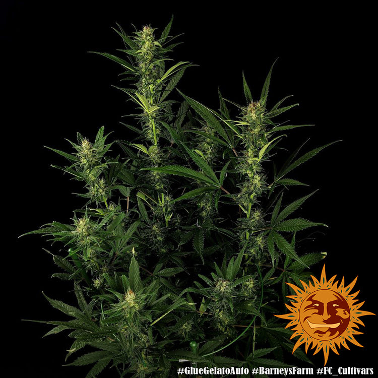 Glue Gelato Auto