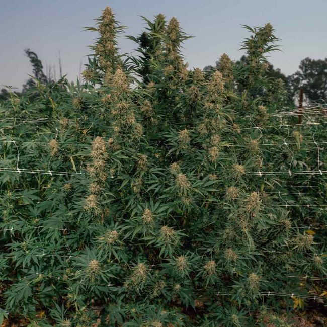 Gorilla Gas F1 Fast
