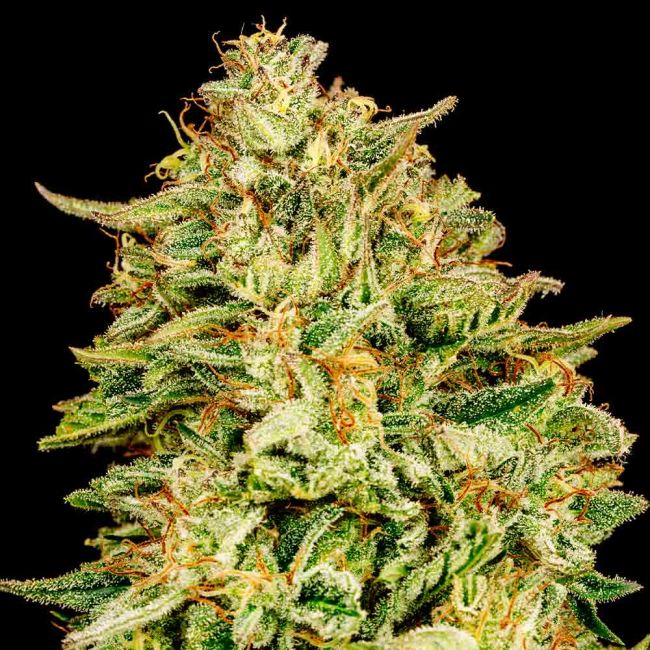 Gorilla Gas F1 Fast