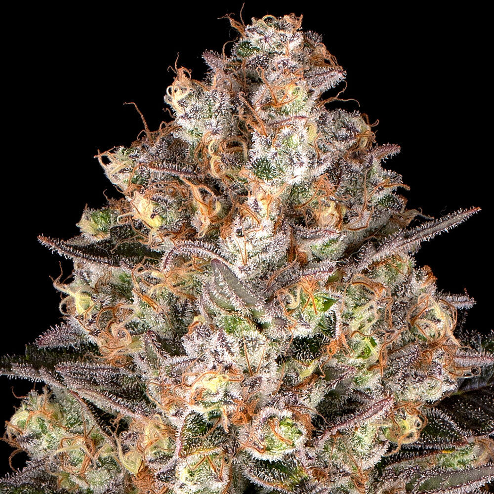 Hindu Kush