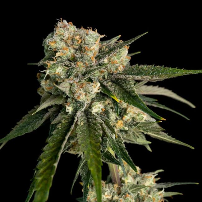 Ice Dream Cake