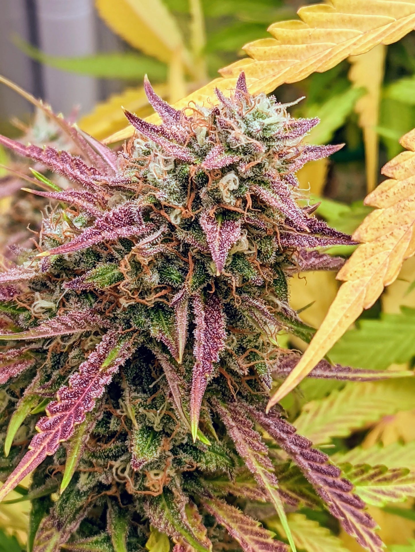 Grizzly Crinkle Auto