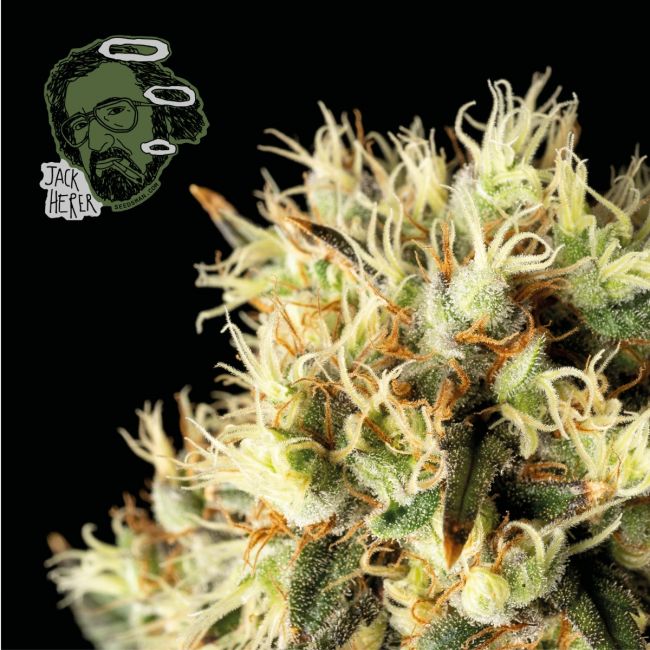 Jack Herer