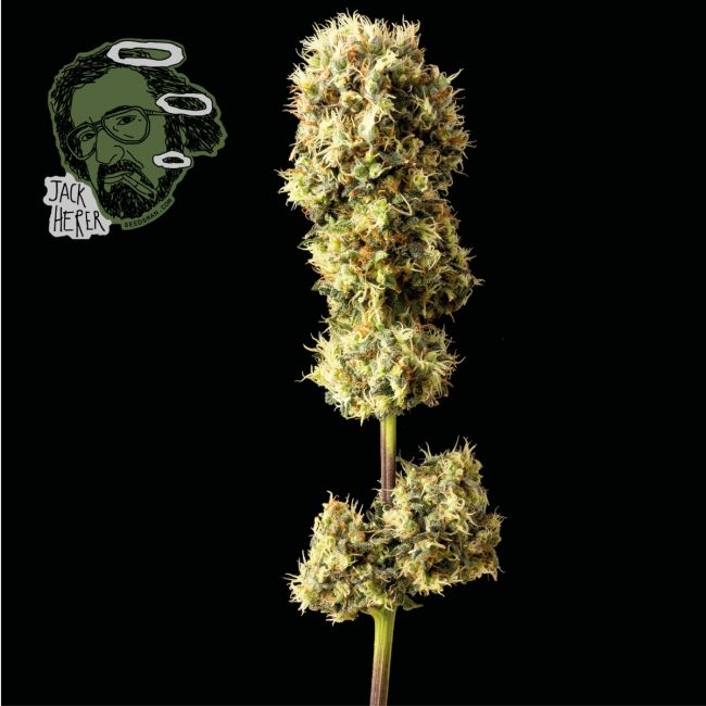 Jack Herer