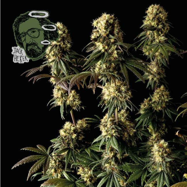Jack Herer