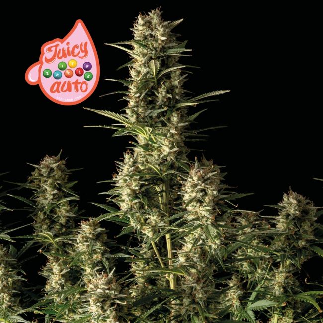 Juicy Zkittlez Auto