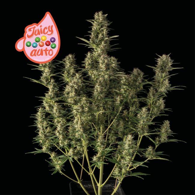 Juicy Zkittlez Auto