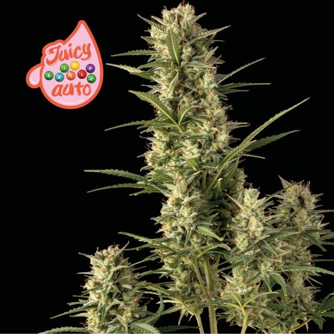 Juicy Zkittlez Auto