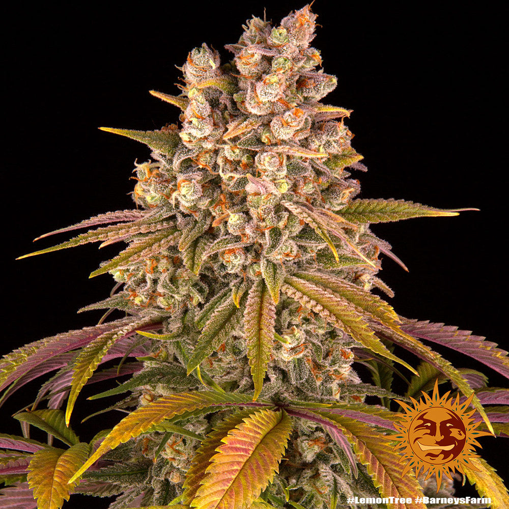 Lemon Tree