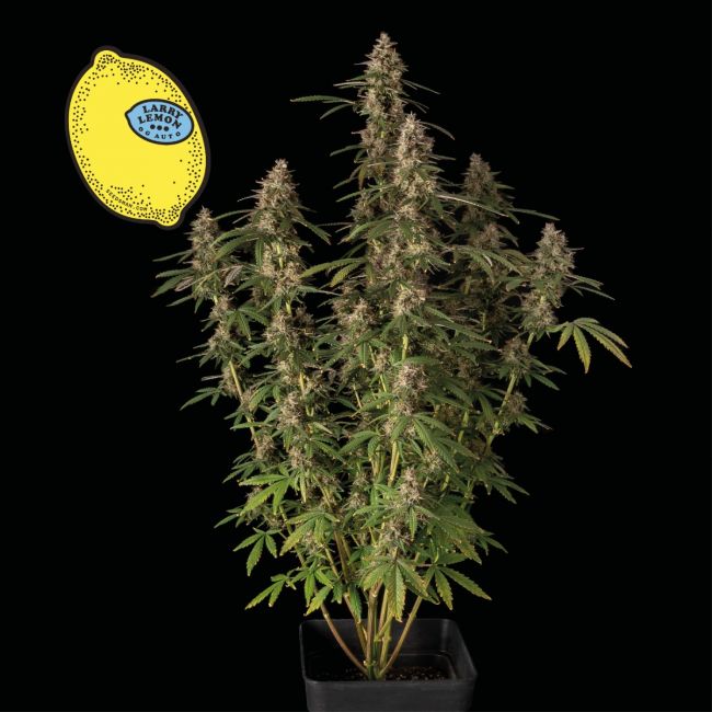 Larry Lemon OG Auto