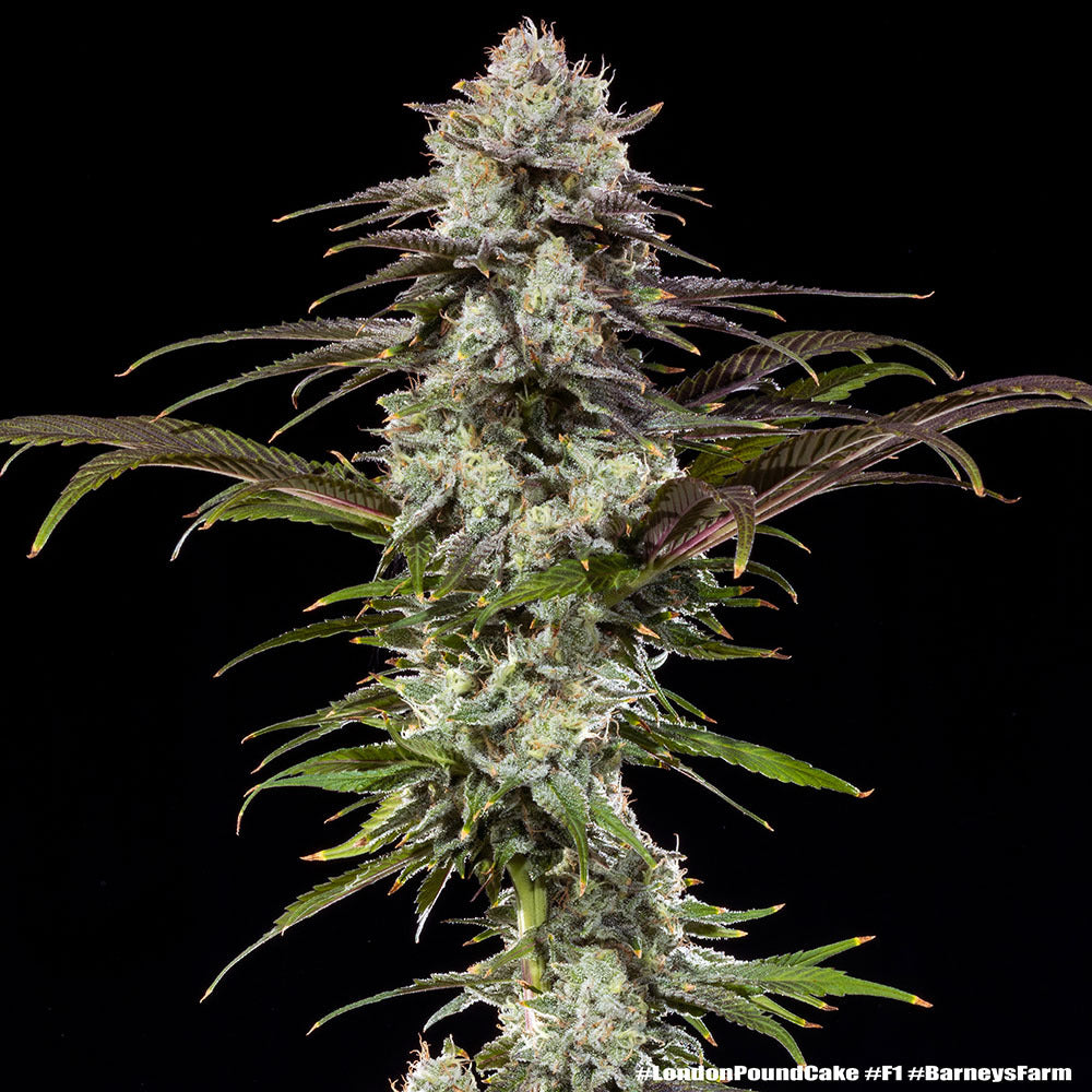 London Pound Cake F1 hybrid