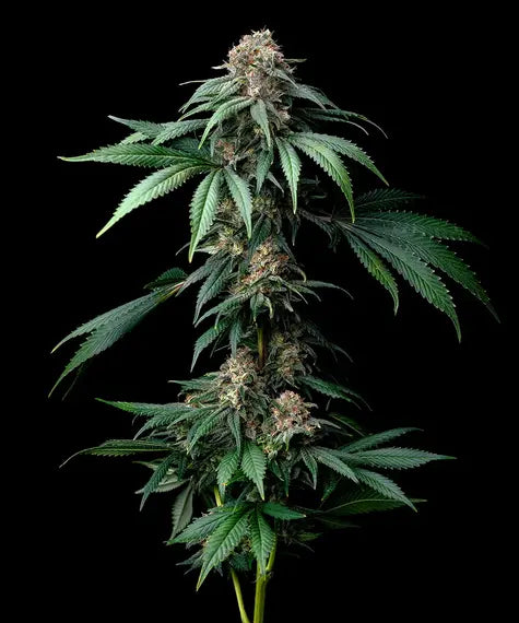 MENDO BREATH