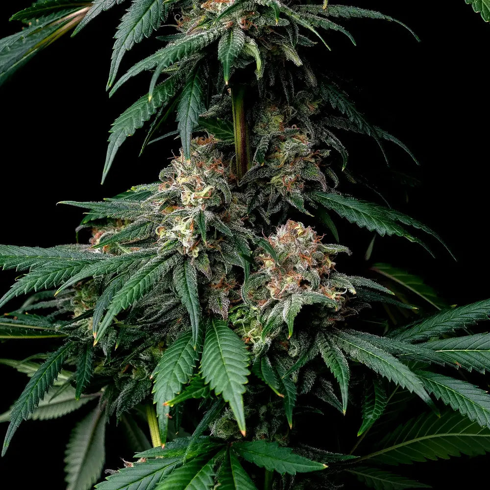 MENDO BREATH