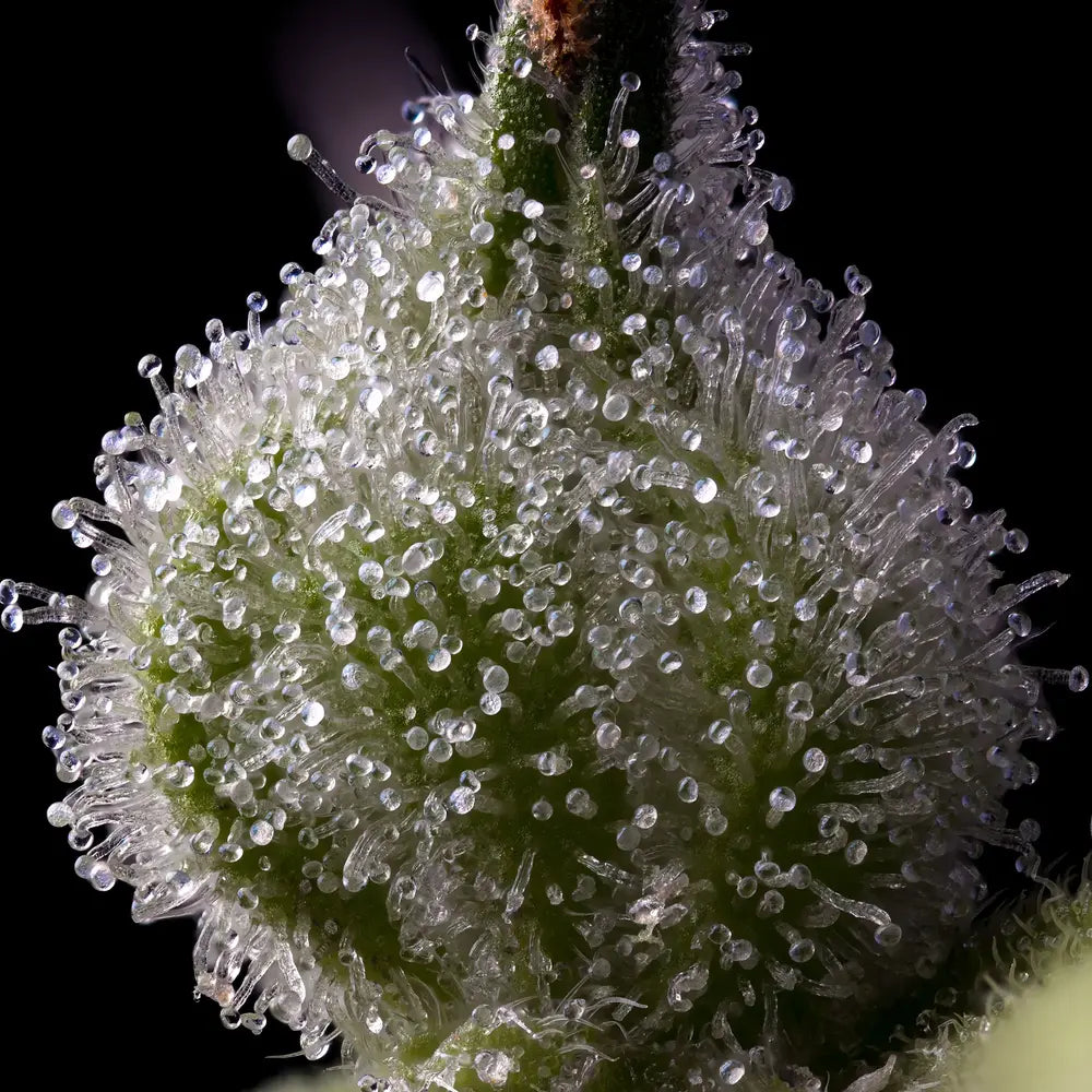 MENDO BREATH