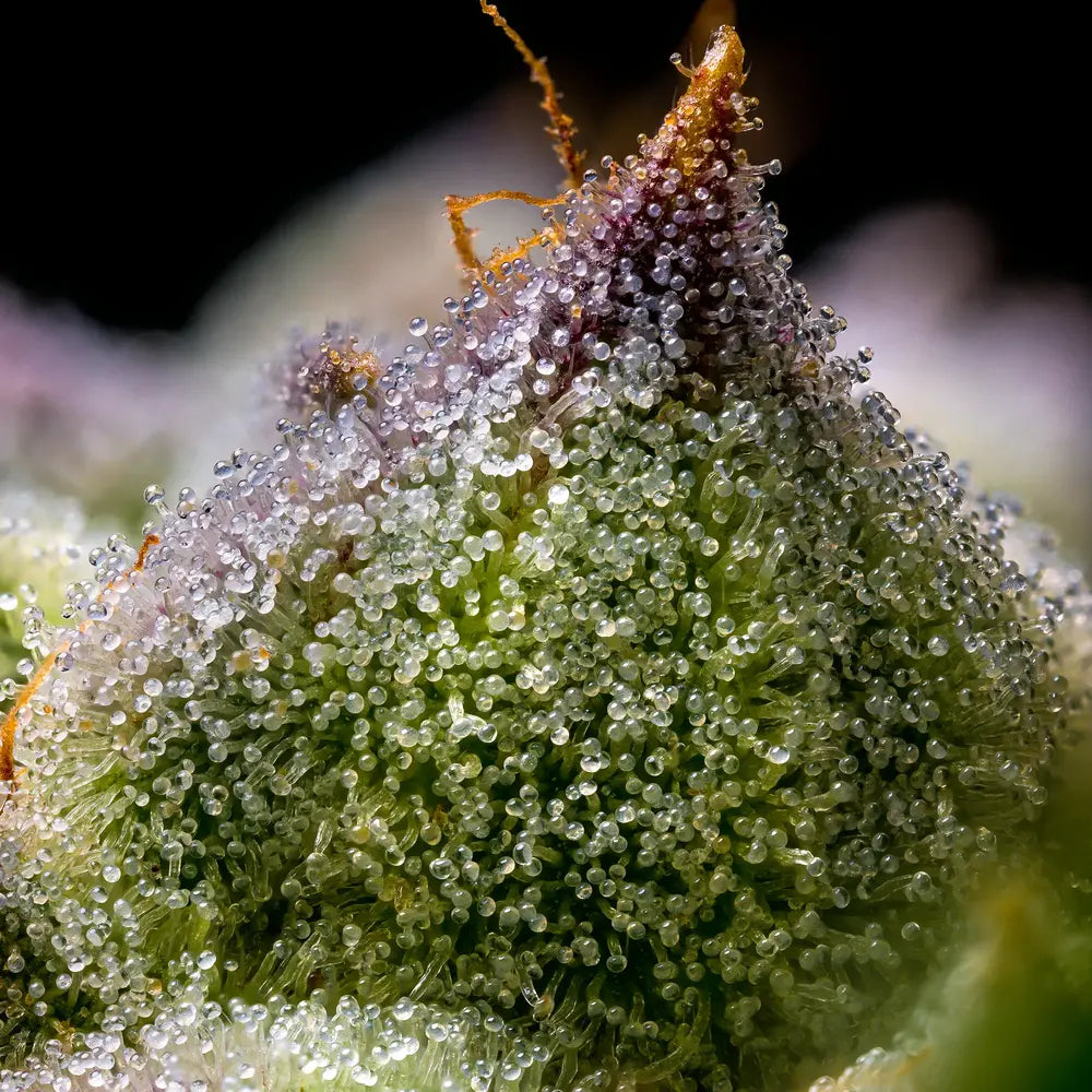MENDO BREATH