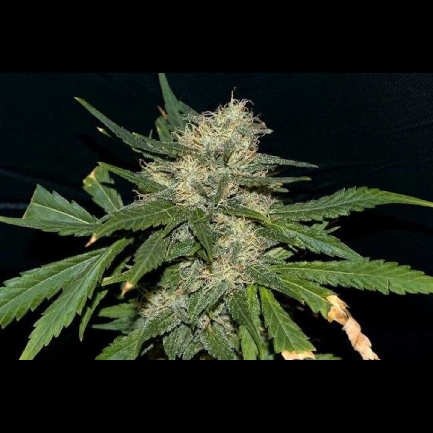 Northern Lights Feminised