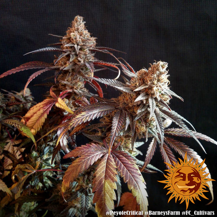 Peyote Critical