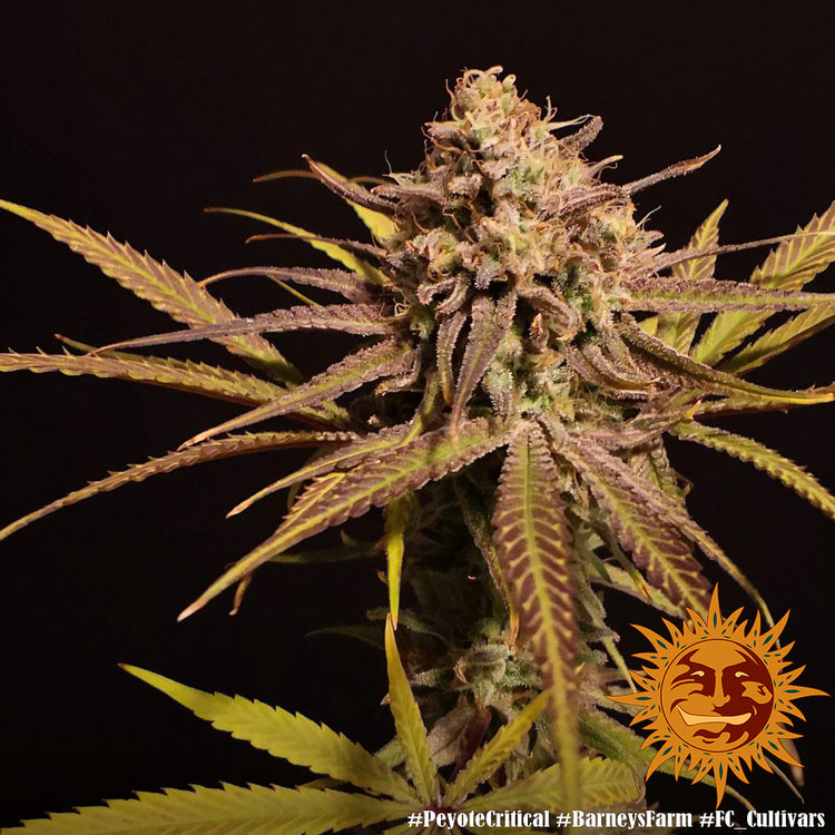 Peyote Critical