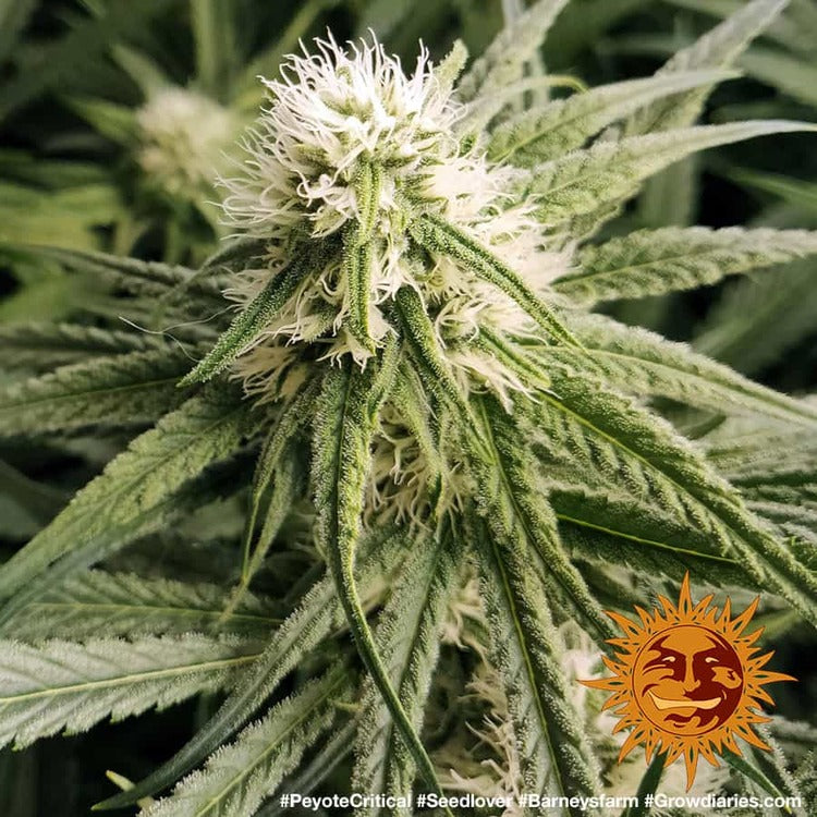Peyote Critical