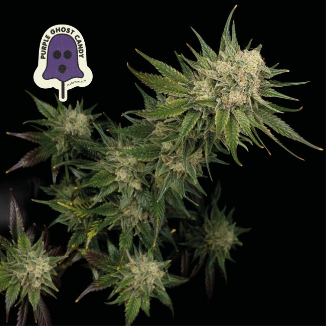 Purple Ghost Candy