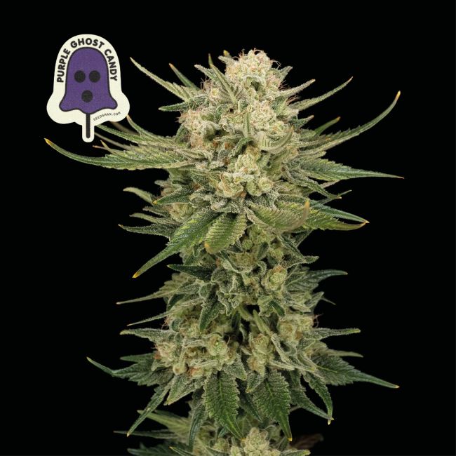 Purple Ghost Candy