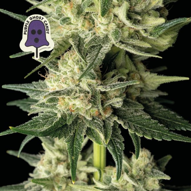 Purple Ghost Candy