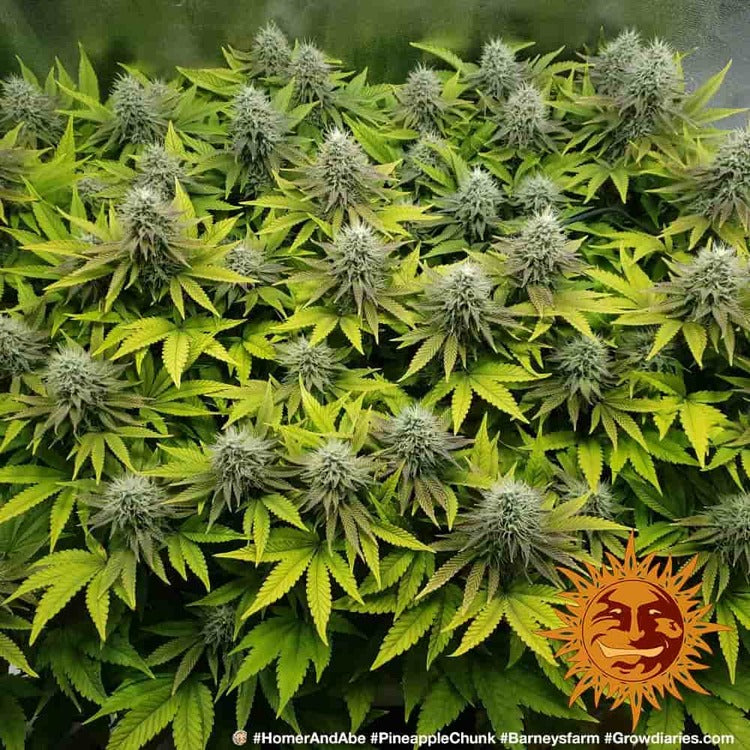 Pineapple Chunk