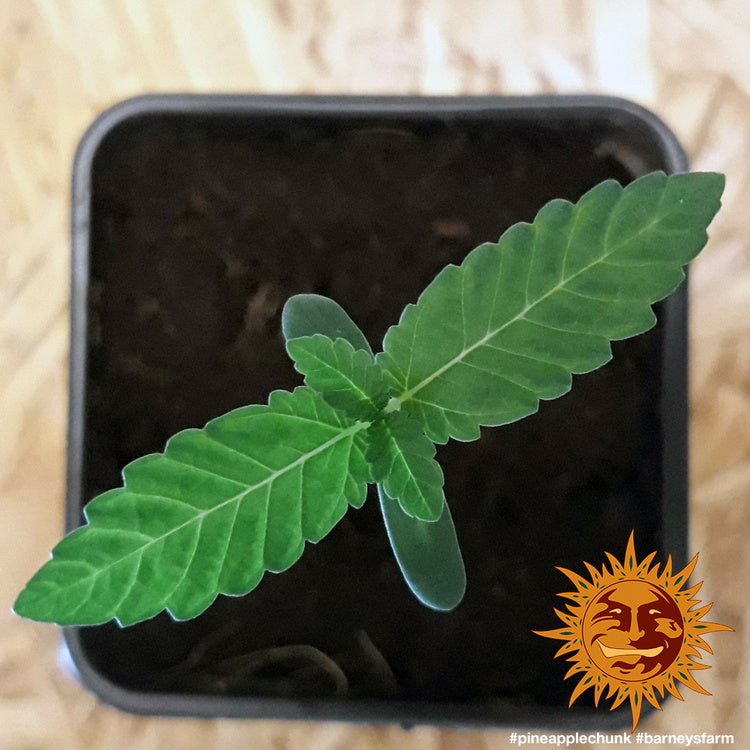 Pineapple Chunk