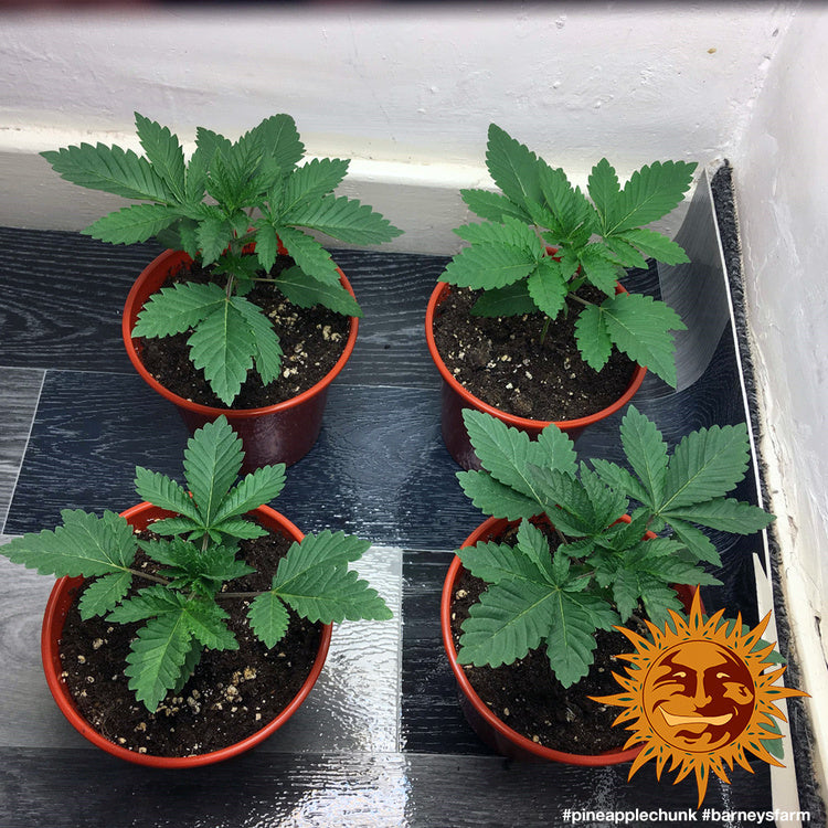 Pineapple Chunk