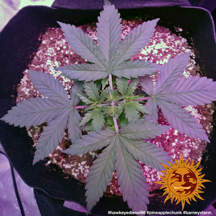 Pineapple Chunk