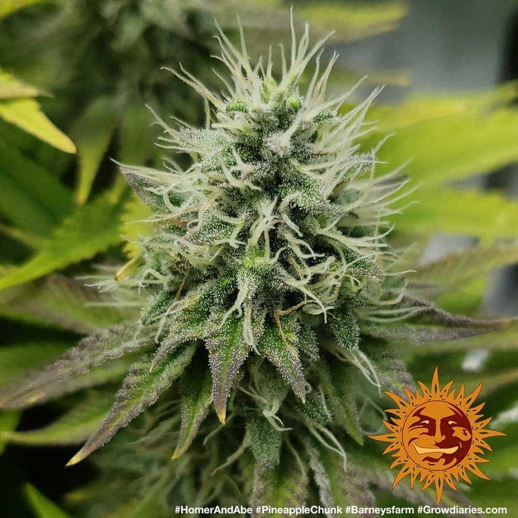 Pineapple Chunk