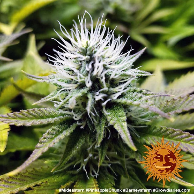 Pineapple Chunk