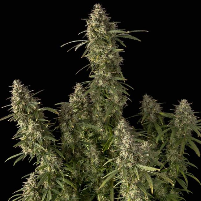 Pineapple OG Auto