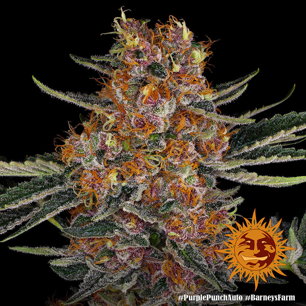 Purple Punch Auto