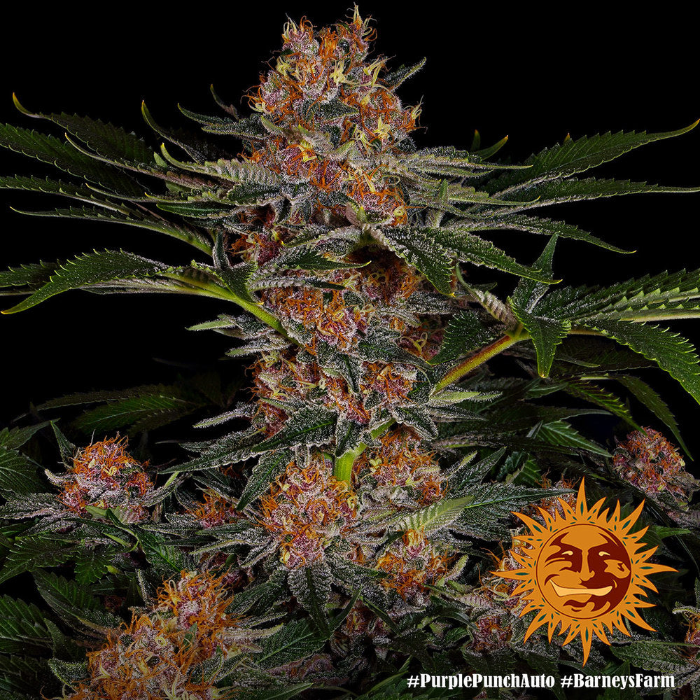 Purple Punch Auto