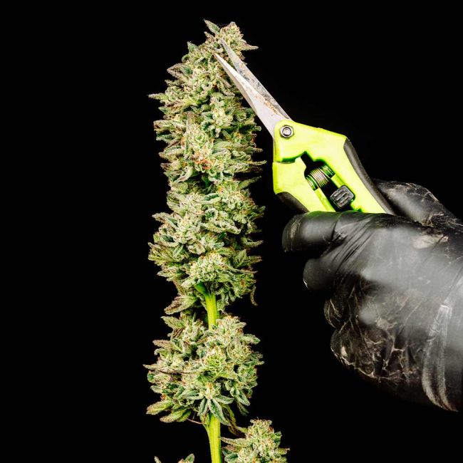 Purple Oreoz F1