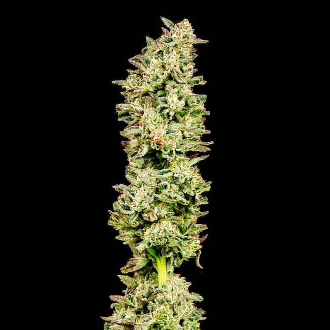 Purple Oreoz F1
